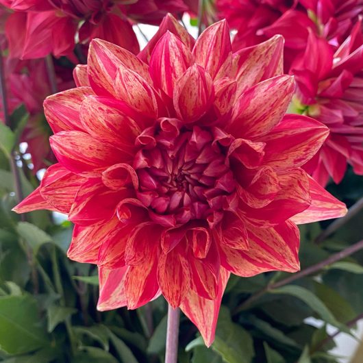 Orange Jodie Dahlia Flower