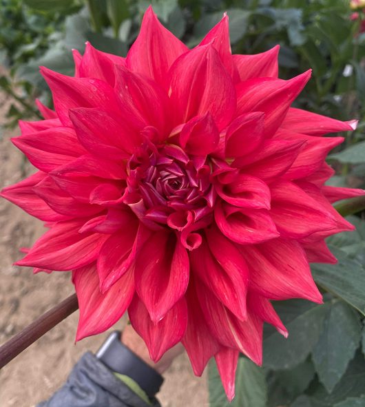 Orange Jodie Dahlia Flower