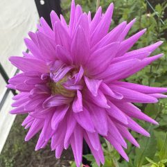 Rokewood Opal Dahlia Flower