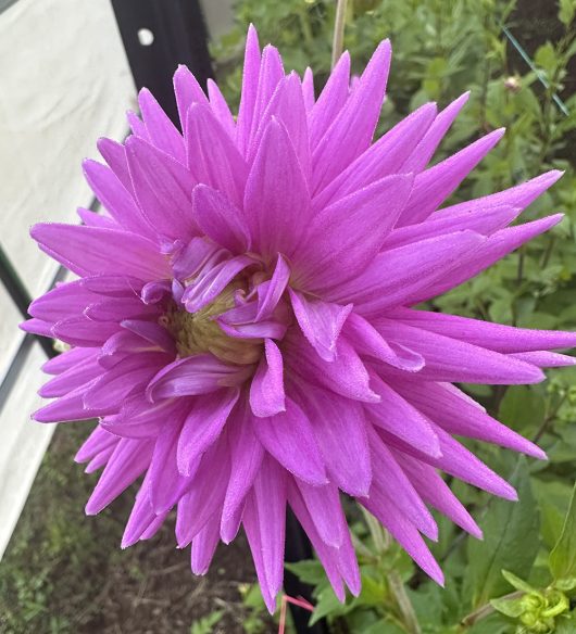 Rokewood Opal Dahlia Flower