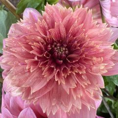 Rons Beauty Dahlia Flower