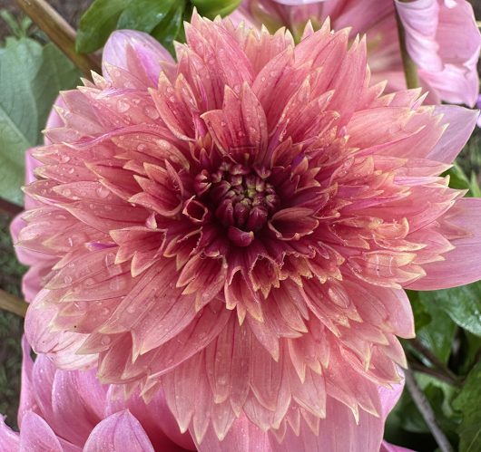 Rons Beauty Dahlia Flower