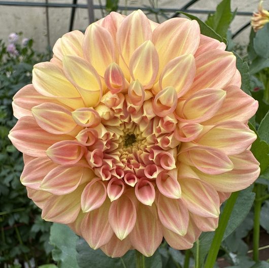 Sand Dune Dahlia Flower