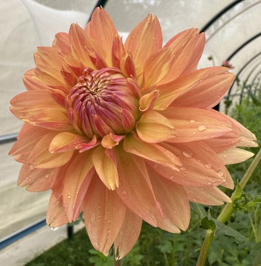 Trevallyn Gold Dahlia Flower