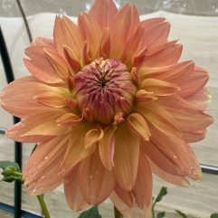 Trevallyn Gold Dahlia Flower