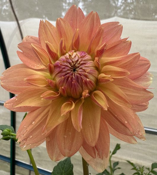 Trevallyn Gold Dahlia Flower