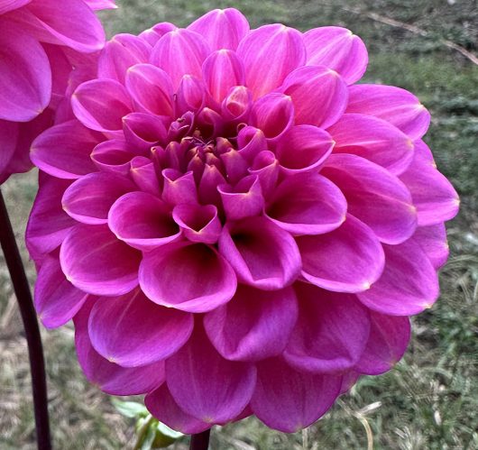 Jenny's Treasure Dahlia Flower