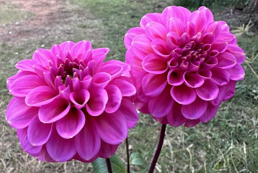 Jenny's Treasure Dahlia Flower