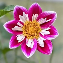 Ken's Gala Collarette Dahlia Flower