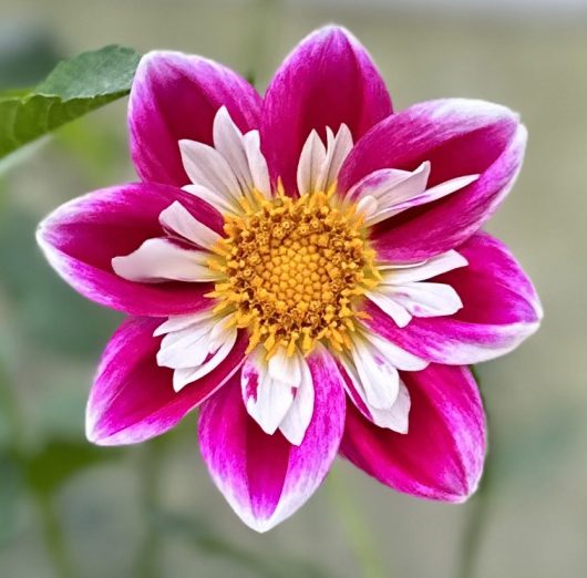 Ken's Gala Collarette Dahlia Flower