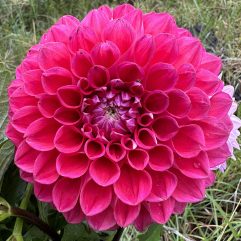 Melancholy dahlia flower