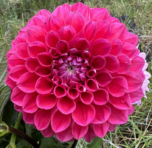 Melancholy dahlia flower