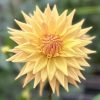 Golden Delight