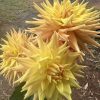 Golden Delight - Image 2