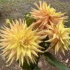 Golden Delight - Image 3