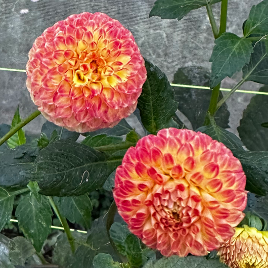 Apricot Willo - Image 2