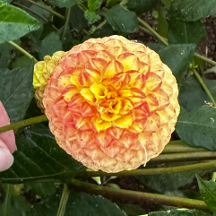 Apricot Willo