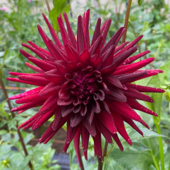 Black Wonder