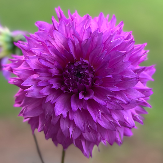 CMC Blue - Image 2