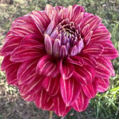 Ciska Small Decorative Dahlia Tuber