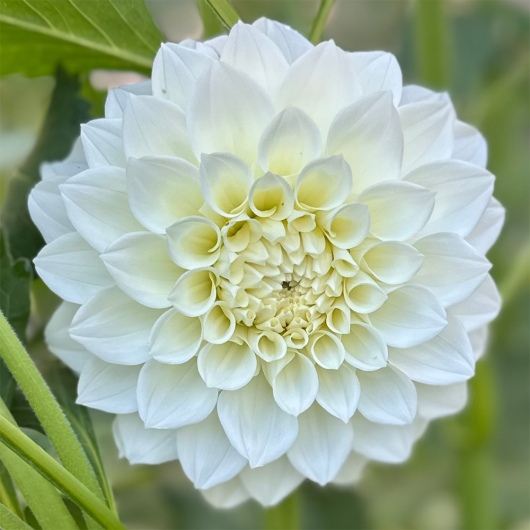 Devon Crystal