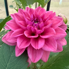 Dusty Rose