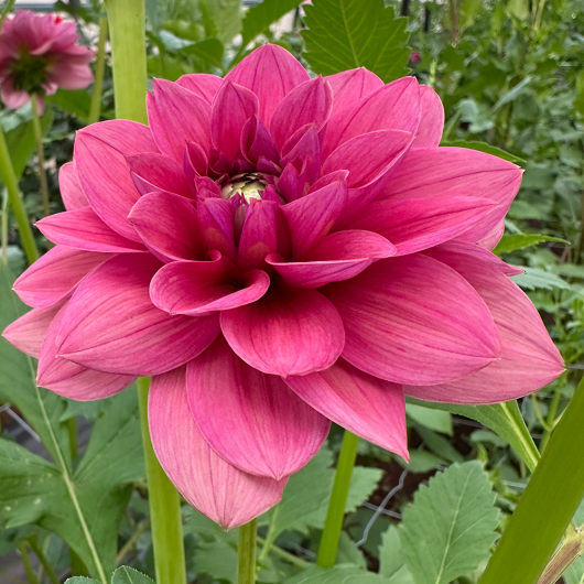 Dusty Rose - Image 2