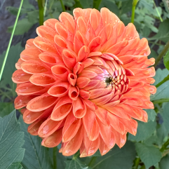 Florelie Angostura