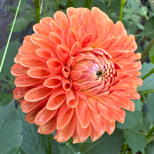 Florelie Angostura