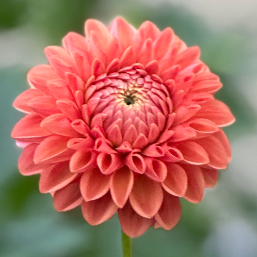 Florelie Angostura - Image 2