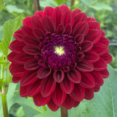 Florelie Bordeaux