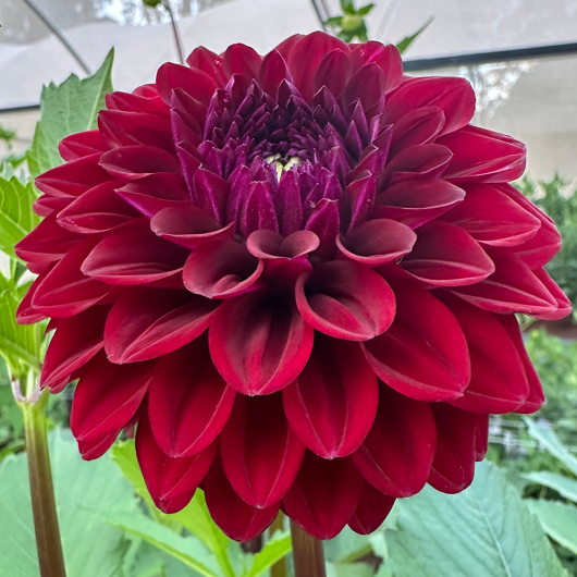 Florelie Bordeaux - Image 2