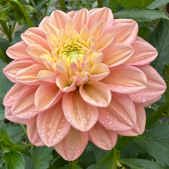Florelie Kindness