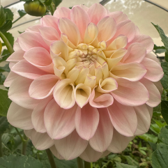Florelie Pirouhette