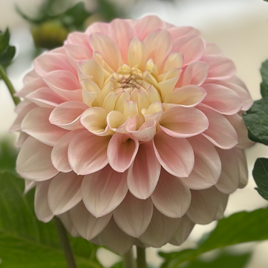 Florelie Pirouhette - Image 2