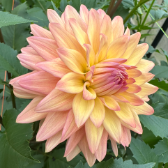 Florelie Seastar