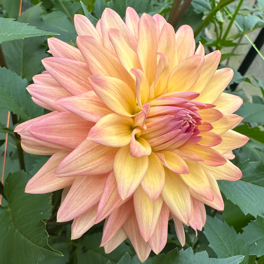 Florelie Seastar