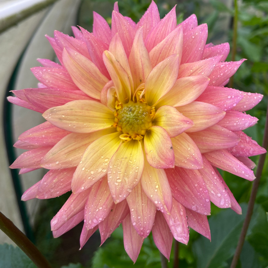 Florelie Seastar - Image 2