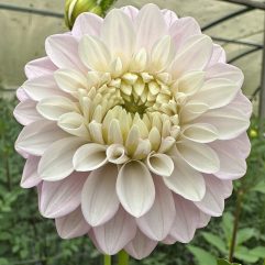 Florelie Tiara