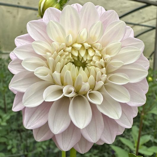 Florelie Tiara