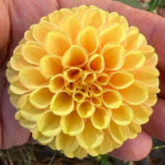 Glenbank Honeycomb