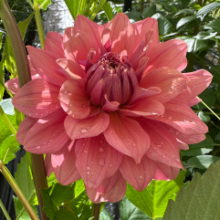 Lileah Caramel Rose