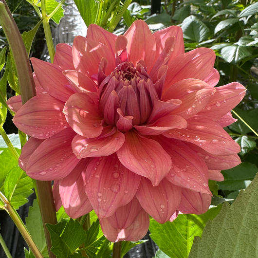 Lileah Caramel Rose - Image 2