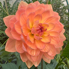 Pam Howden