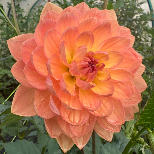 Pam Howden