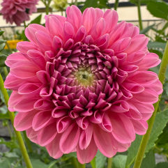 Pink Show