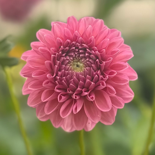 Pink Show - Image 2