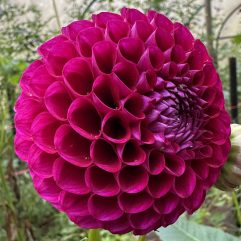 Ryecroft Violet