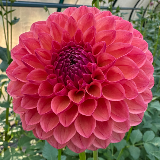 Terracotta