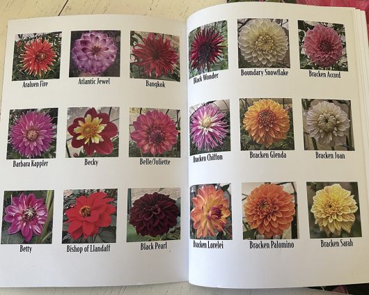2025 Printed Catalogue - Free Post - Image 4